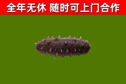 甘孜县烟酒回收干海参.jpg